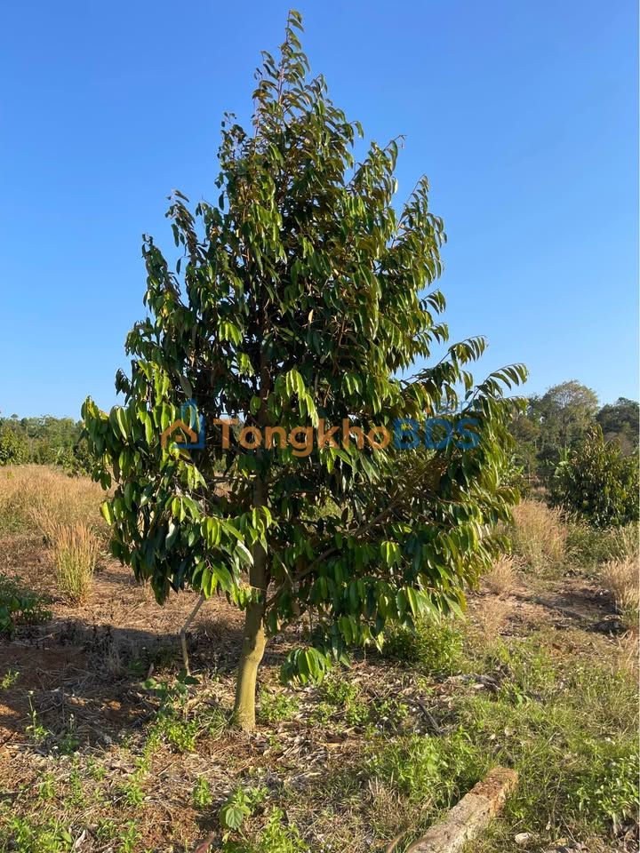 Bán Gấp Farm Sầu Riêng 2ha Tại Cư M'gar, Đắk Lắk - Giá Đầu Tư 1.2 Tỷ