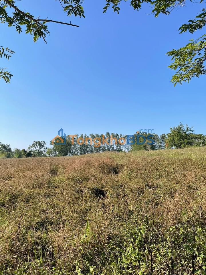 Bán Gấp 2ha Đất Vườn Xã Ea M'nang, Cư M'gar - Sổ Đỏ Rõ Ràng