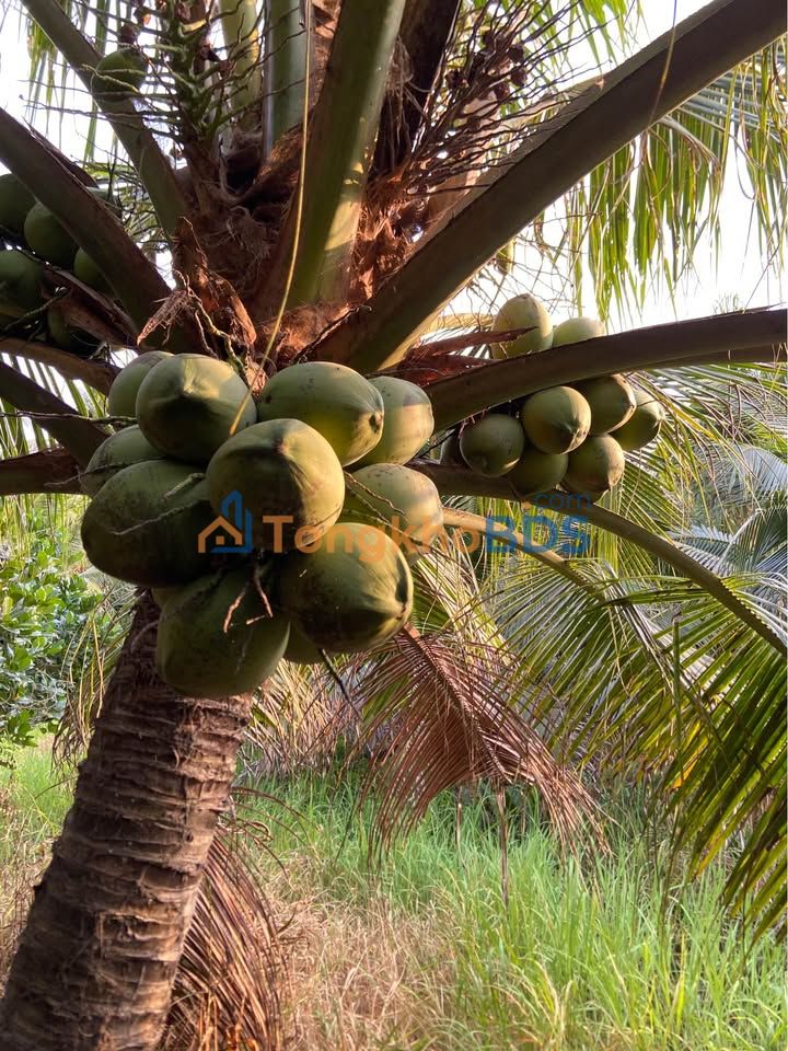 Đất Vườn 2000m² Mặt Tiền Lộ 3.5m Xã Thành Thới A, Bến Tre - Giá 900 Triệu/Công