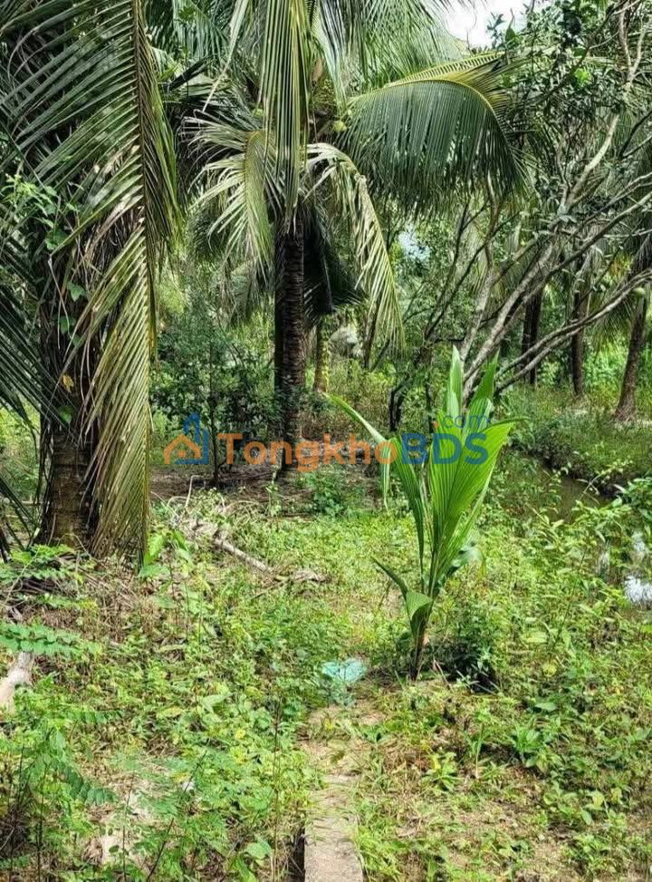 Đất Vườn 2600m² Bến Tre - Sổ Hồng Riêng, Giá Đầu Tư 1.2 Tỷ