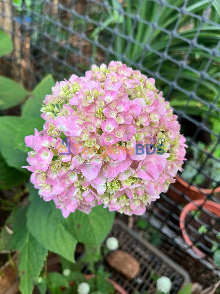 Nhà Mặt Tiền QL 57C, Bến Tre - Ngang 17.5m, 543m² - Giá 3.5 Tỷ