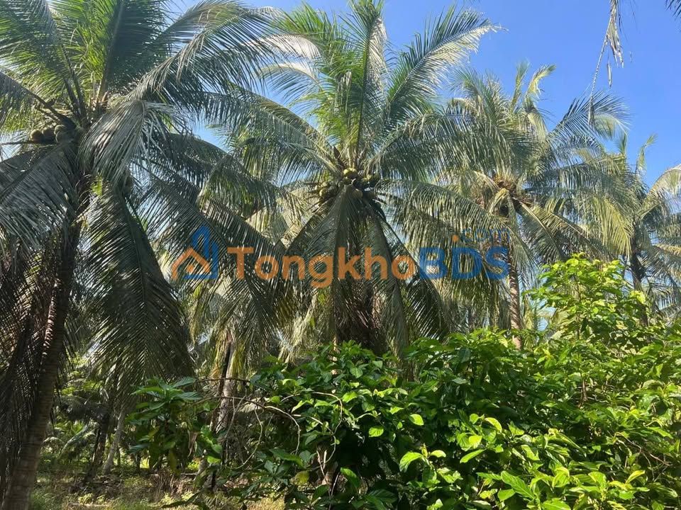 Bán Gấp Đất Vườn Dừa 31.000m² Sổ Đỏ Tại Bến Tre - Giá Đầu Tư 9.3 Tỷ