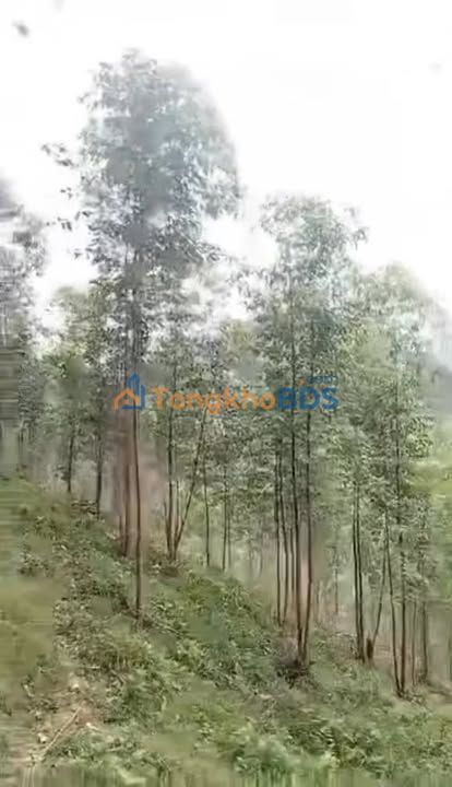 Bán Gấp 60.000m² Đất Rừng Sản Xuất Tràng Lương, Đông Triều - Giá Tốt