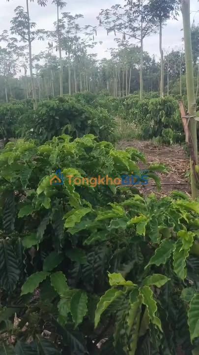 Bán Đất Vườn 5 Sào Đồng Nai - Sẵn Vườn Cafe, Thổ Cư 300m²