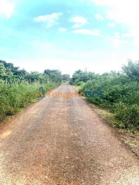 Đất nền mặt tiền QL19, Chư Prông, Gia Lai - 10 Lô Vàng 2500m²