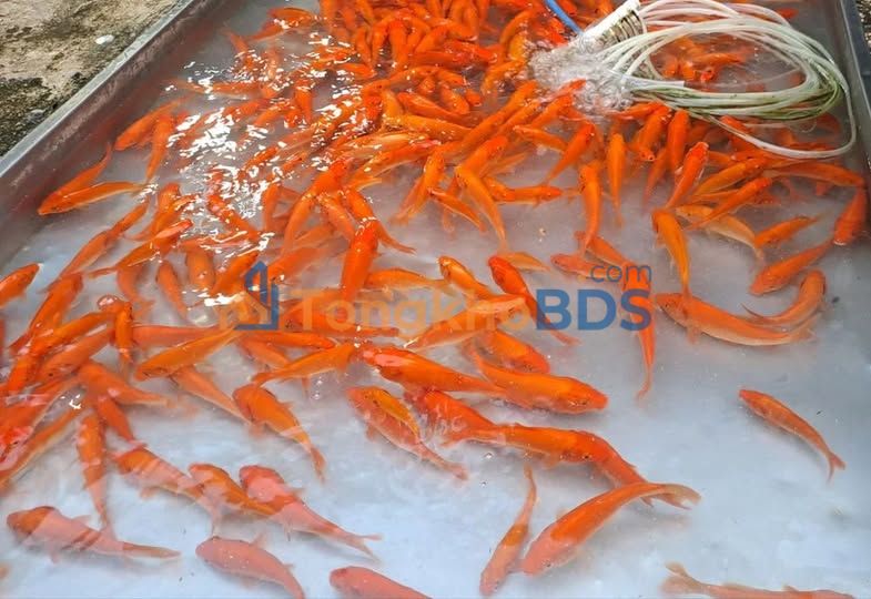 Đất Vĩnh Bảo 91m² - Sổ Đỏ Chính Chủ, Gần KCN, Giá Dưới 1 Tỷ