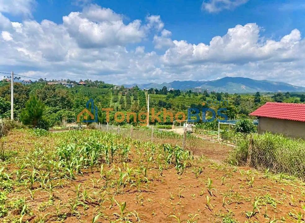 Đất Mặt Tiền Trịnh Hoài Đức, Bảo Lộc - Giảm Sốc 500 Triệu, Chỉ Còn 1.5 Tỷ!