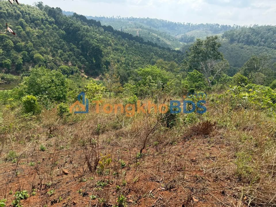 Bán Gấp Đất Vườn 2ha Xuân Trường, Đà Lạt - Giá 6 Tỷ, Đường Xe Tải