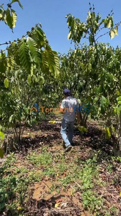 Bán Đất Farm 12.000m² Lộc Ngãi, Bảo Lâm - Sổ Đỏ Sẵn Sàng, Giá 3.4 Tỷ