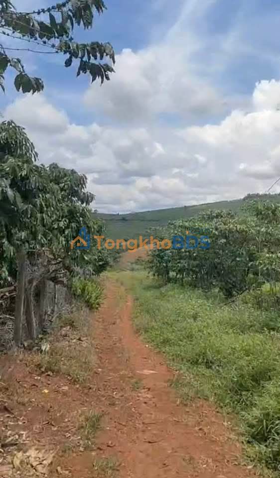 Đất Nền 680m² Lộc Ngãi, Bảo Lâm - Giá 890 Triệu, Sẵn Ở!