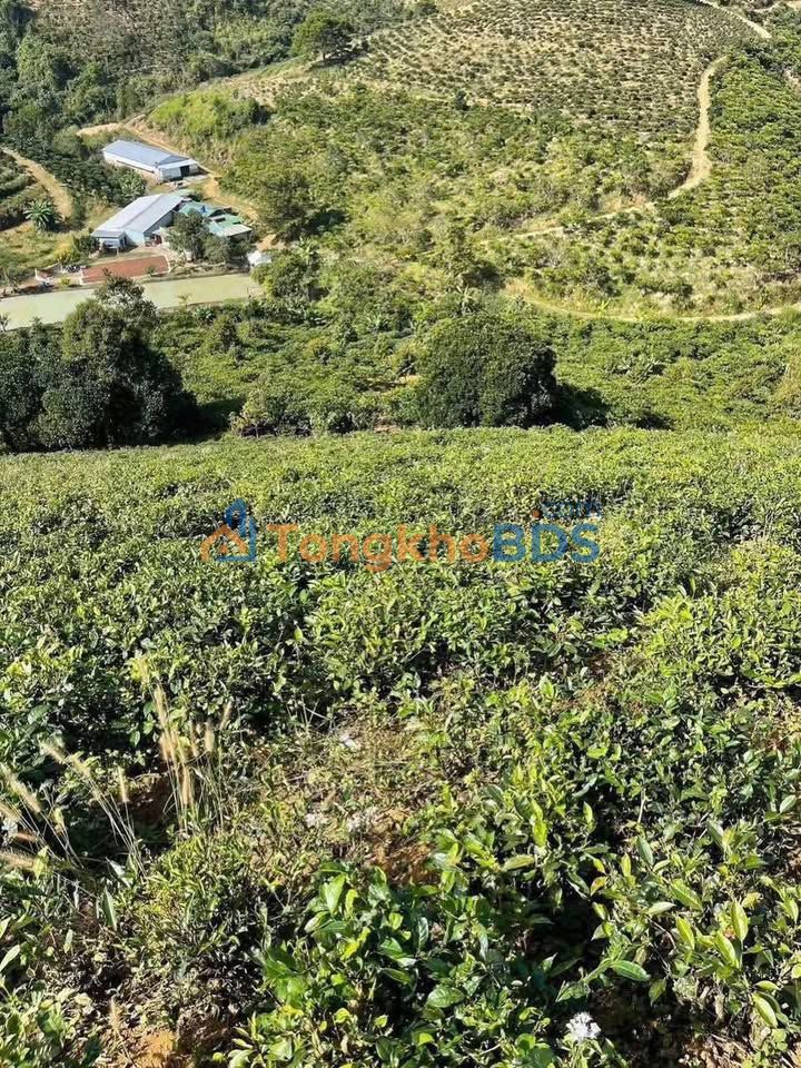 Bán Gấp 13600m² Đất Vườn Trà Lộc Phát - Sổ Đỏ Sẵn Sàng