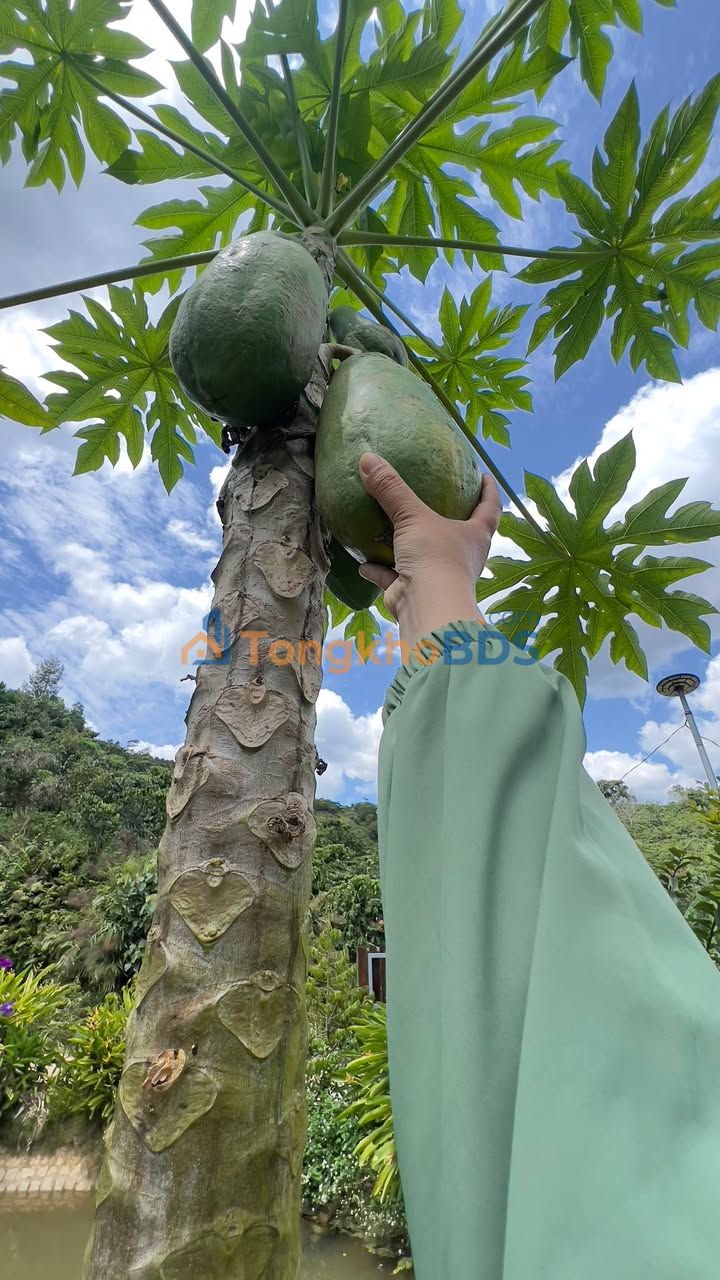 Đất Lộc Quảng Bảo Lâm 226m² Sổ Hồng Thổ Cư Giá 1.25 Tỷ - Mặt Tiền Đường Nhựa Lớn