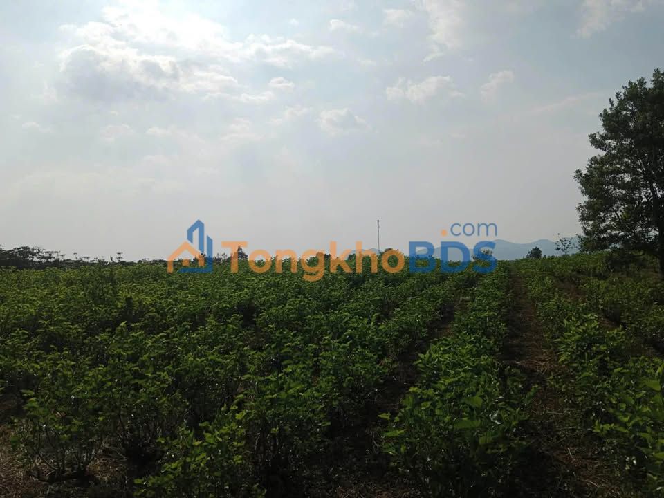 Cho thuê 3ha Đất Vườn Trồng Dâu Tươi Tốt - Lâm Đồng