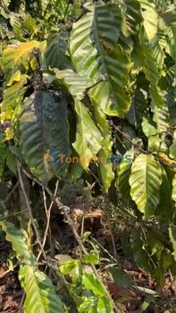 Bán đất nông nghiệp 18.000m² tại Đắk Song, Đắk Nông - Giá 600 triệu