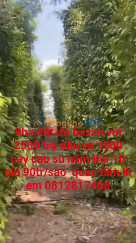 Bán 9ha Đất Đỏ Bazan Ea H'Leo, Đắk Lắk - Nguồn Thu Ổn Định