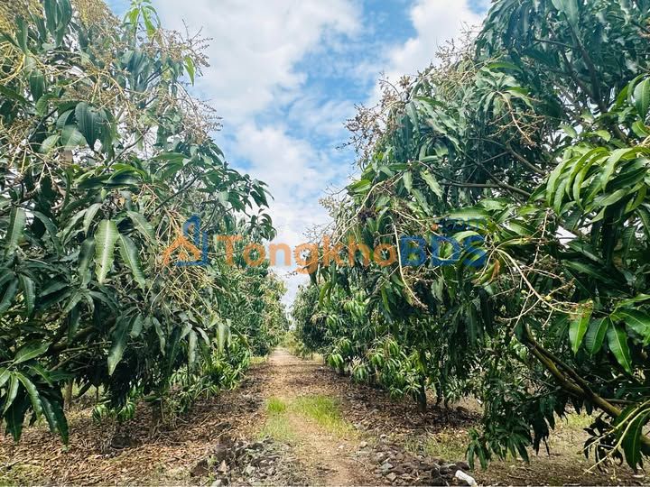 Bán Gấp Vườn Xoài Tứ Quý 22.400m² Tại Diên Lâm, Khánh Hòa - Thu Nhập Cao