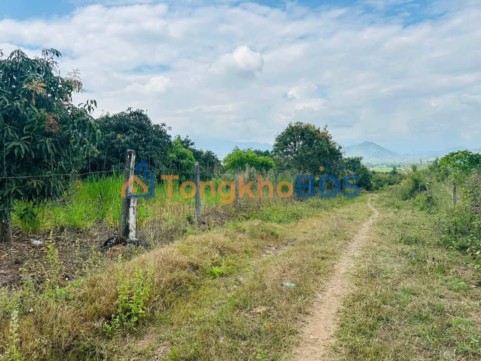 Bán Gấp Vườn Xoài 22.400m² Tại Diên Lâm, Khánh Hòa - Sẵn Sàng Thu Trái