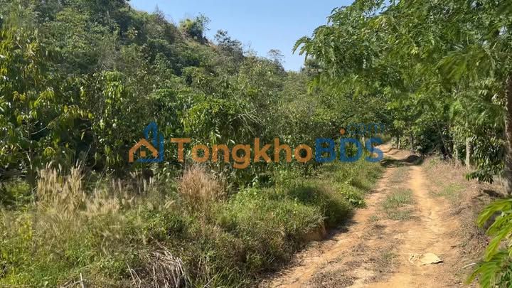 Farm Đắk Lắk 17.000m² - Sầu Riêng Thu Trái, Giá Chỉ 1.1 Tỷ