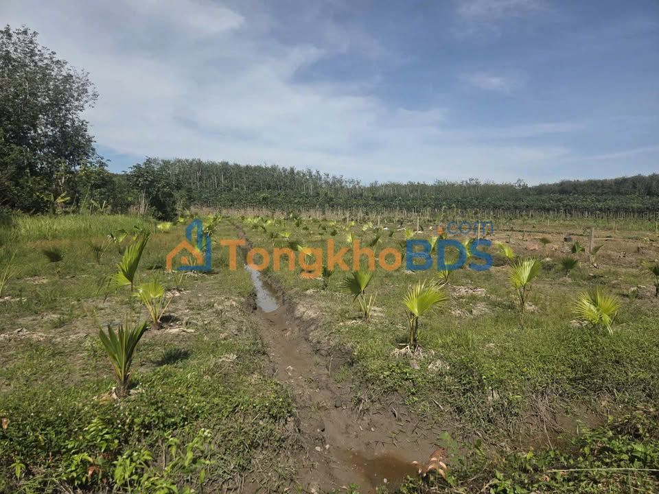 Đất Phú Giáo 1500m² - Ngang 22m - Đường Xe Tải - Giá Thỏa Thuận