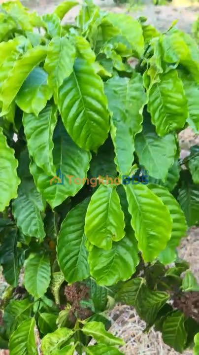 Farm 2.4ha Đắk Lắk - Vườn Cafe Riêng, Sẵn Thu Nhập 1.8 Tỷ