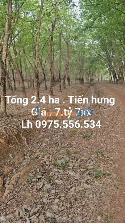 Bán Gấp Đất Cao Su 2.3ha Mặt Tiền Rộng 300m Tại Đồng Xoài, Bình Phước