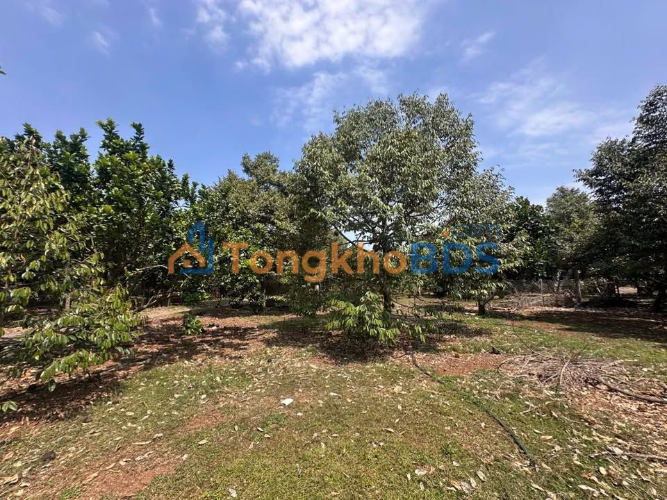 Bán Đất Vườn 2000m² Long Khánh - Mặt Tiền 38m, Vườn Trái Cây Trĩu Quả