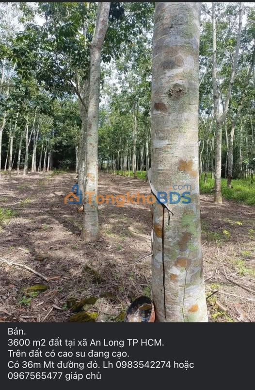 Bán Gấp Đất Vườn An Long, Bình Dương 3600m² - Giá Đầu Tư 2.35 Tỷ