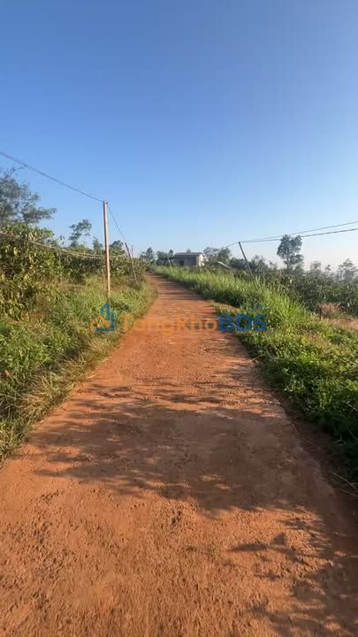 Đất Nông Nghiệp Đắk Song 1000m² - Sổ Hồng Sẵn Sàng, Giá Đầu Tư 280 Triệu