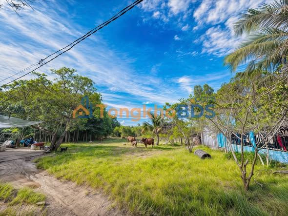 Đất Nền Hàm Tân 1059m² - Sổ Hồng Riêng, Hướng Đông Nam