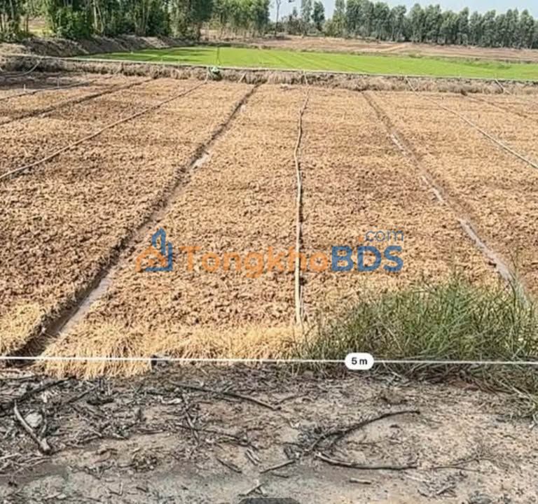 Đất thổ cư sổ hồng 5x40m², Đức Hòa Long An - 580 triệu