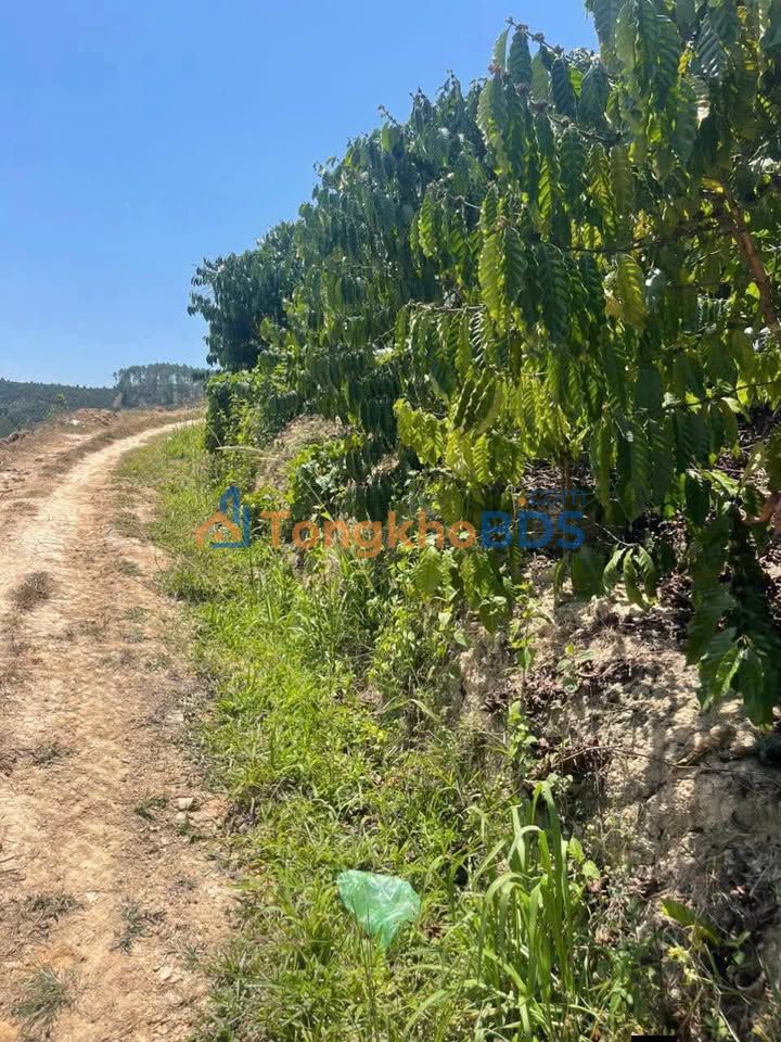 Bán Đất Vườn Lâm Hà 7200m² - Sổ Đỏ Chính Chủ, 800 Triệu