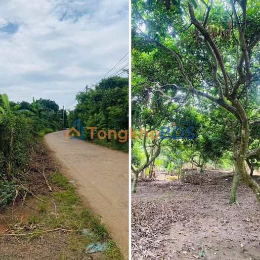 Đất Vườn Chôm Chôm Thái 12000m² - Tiềm Năng Đầu Tư Hấp Dẫn Tại Chợ Gạo, Tiền Giang