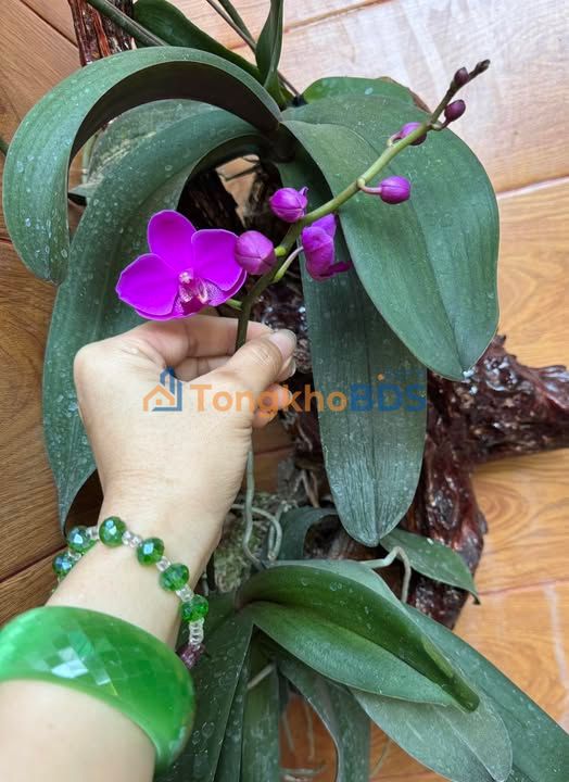 Đất thổ cư 120m² Xã Suối Đá, Dương Minh Châu - Sổ hồng riêng, giá 550 triệu