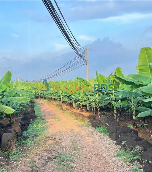 Bán Gấp Đất Vàng 3600m² Sổ Hồng Tại Gia Kiệm, Đồng Nai - Giá Chỉ 1.2 Tỷ