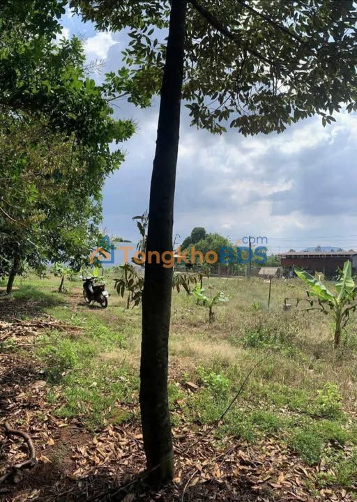 Đất Sổ Hồng 5400m² - Giá 1.25 Tỷ Tại Võ Dõng, Thống Nhất