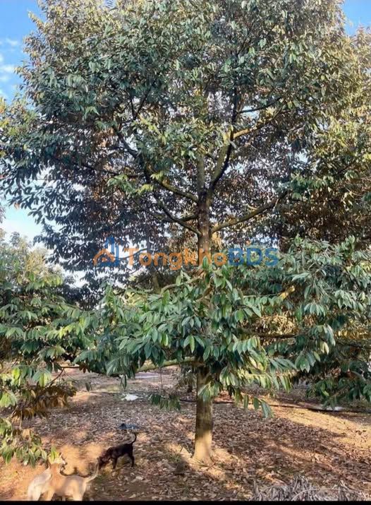 Bán Đất Vườn 5400m² Gia Kiệm, Đồng Nai - Sầu Riêng, Sẵn Nhà, Xe Tải