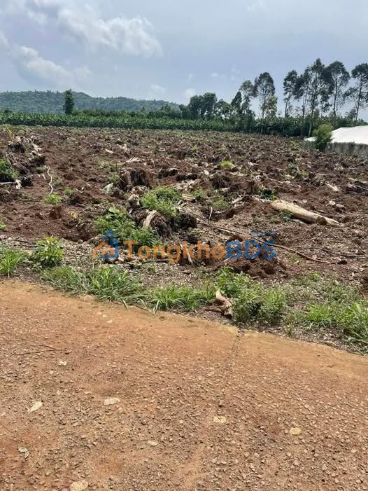 Bán Đất 5500m² Sổ Hồng Chính Chủ Tại Thống Nhất, Đồng Nai - Giá 4.12 Tỷ