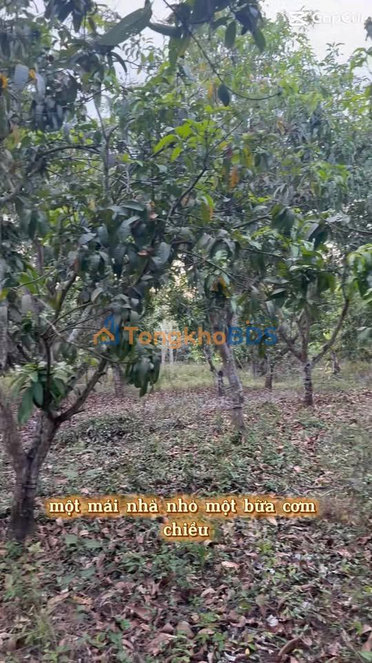 Bán Gấp 1.8ha Vườn Xoài Suối Nho, Đồng Nai - Giá Đầu Tư 5.95 Tỷ