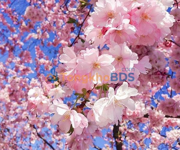 Đất Thổ Cư 115m² Tân Ân, Cần Đước - Giá 490 Triệu, Chính Chủ Bán Gấp