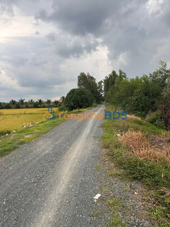 Đất Ruộng Vĩnh Thạnh, Tây Ninh 9000m² - Mặt Tiền Lộ Xe Hơi, Kênh Xà Lan