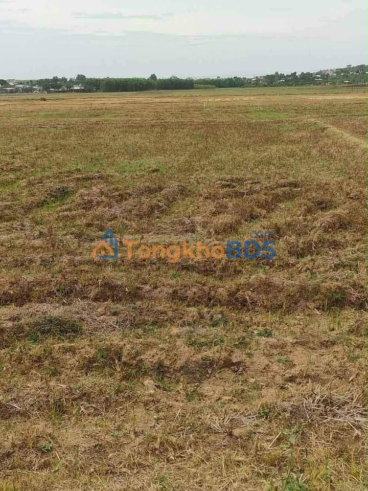 Bán Gấp Đất Vườn 5040m² Xã Bình Giã, Châu Đức - Sổ Hồng Sẵn Sàng