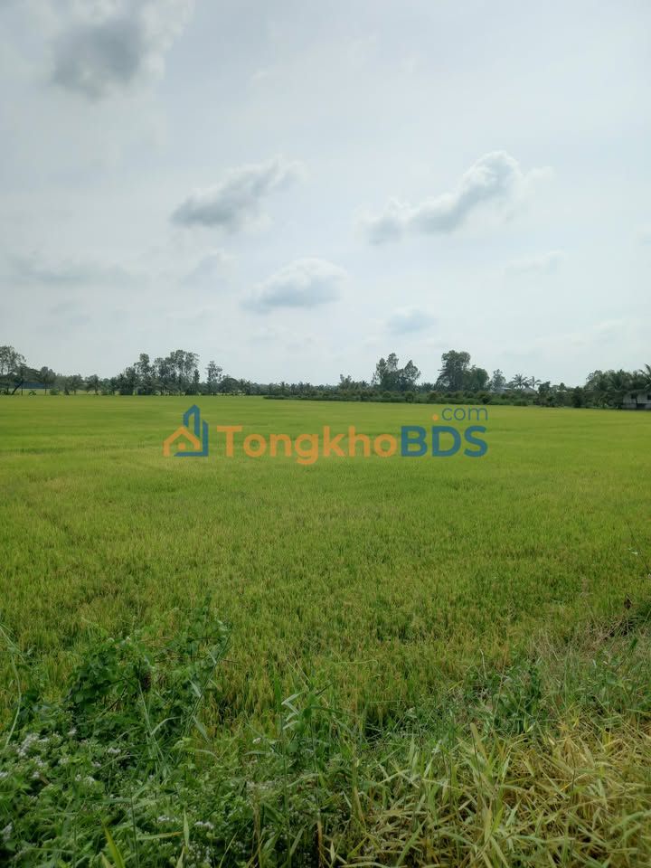 Đất Ruộng 24.000m² Kèm Nền 350m² Tại Xã Cần Đăng, An Giang - Sẵn Sàng Đầu Tư