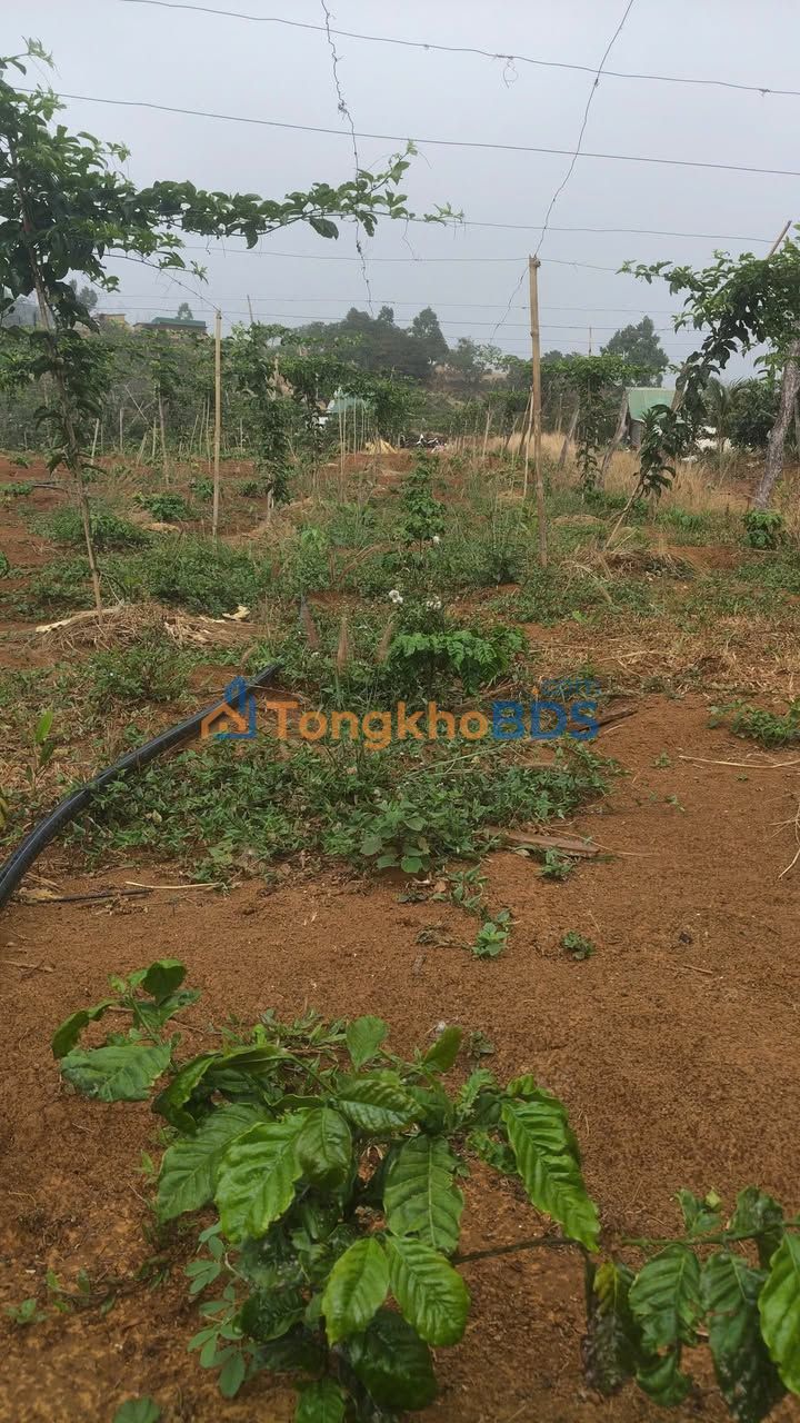 Đất Vườn 12.000m² Bảo Lâm, Lâm Đồng - Sẵn Sàng Kinh Doanh Cà Phê & Chanh Dây