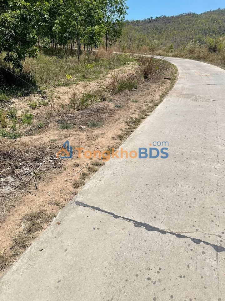 Bán Đất Farm 3ha Đắk Lắk - Giá 1.8 Tỷ, Mặt Tiền 200m Đường Bê Tông