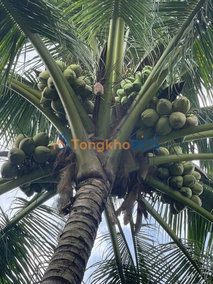 Bán Đất Vườn Dừa Giồng Trôm 1318m² - Giá 560 Triệu