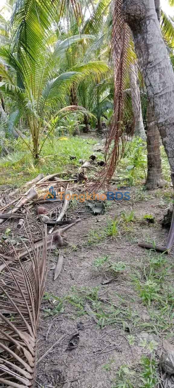 Bán Đất Vườn Dừa 1318m² Sơn Phú, Giồng Trôm - Giá 560 Triệu