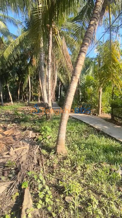 Đất Vườn Bến Tre 3000m² - Lộc Vườn Trái Quanh Năm, Giá 2 Tỷ