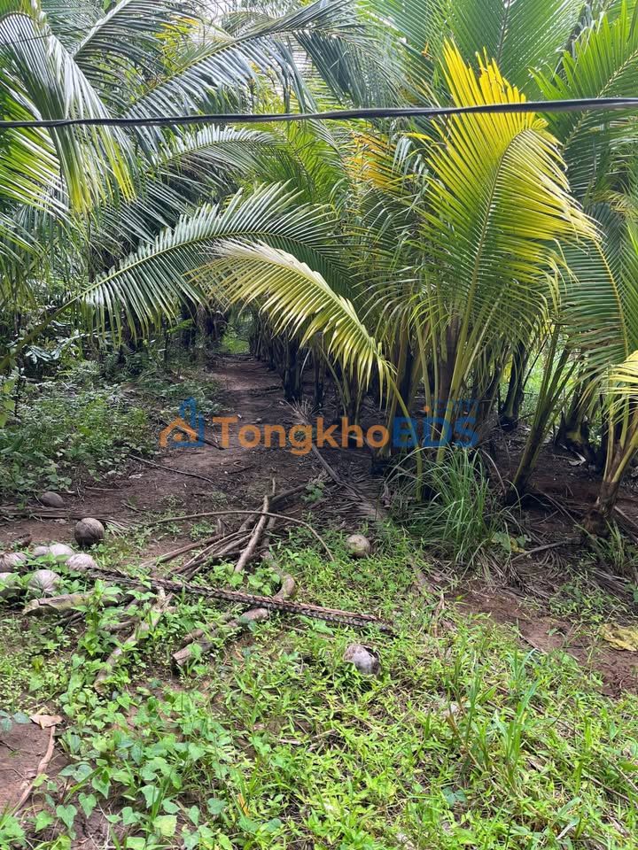 Đất Vườn Bến Tre 579m² - View Sông, Không Khí Trong Lành, Giá 205 Triệu