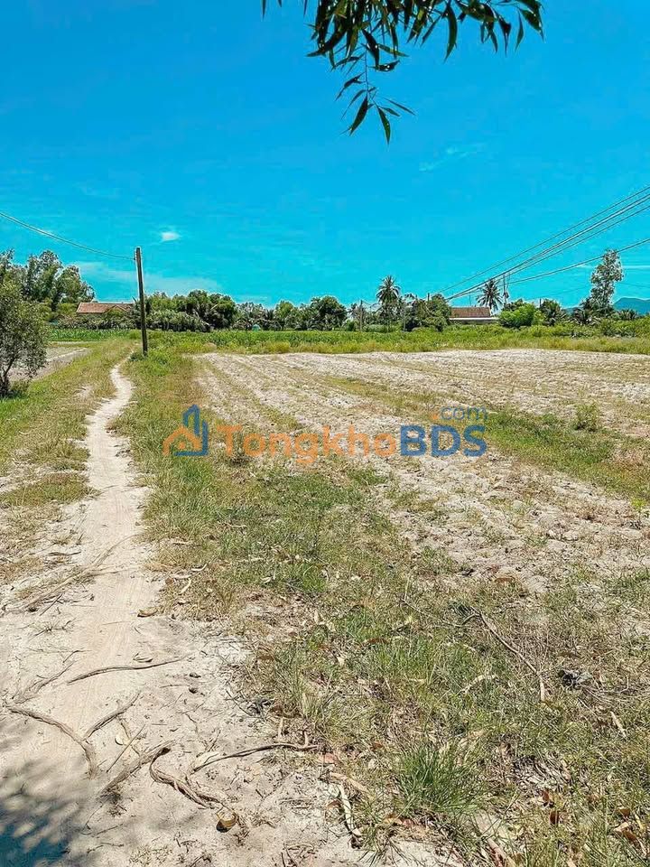 Đất trồng cây 4000m² Phù Cát, Bình Định - Giá thanh lý 289 triệu