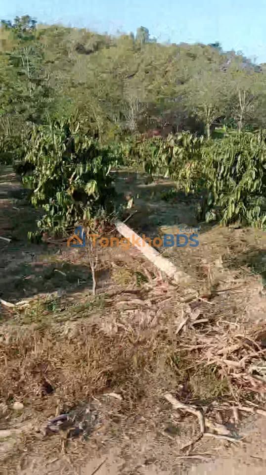 Bán Đất Vườn Đăk Mil 11ha, Mặt Tiền Đường Đất 200m - Sổ Đỏ Chính Chủ